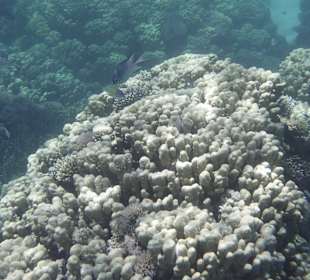 Korallenriff mit Bewohner