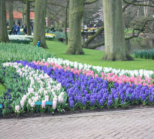 Tulpen im Keukenhof