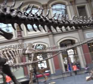Museum für Naturkunde