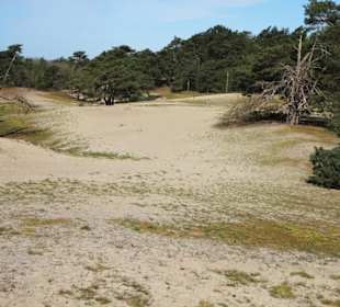 Rundgang durch die Verdener Dünen