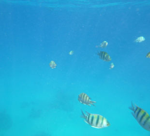 Schnorcheln Makadi Bay