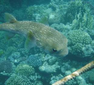 Igelfisch. Hotel Prima Life Makadi Bay