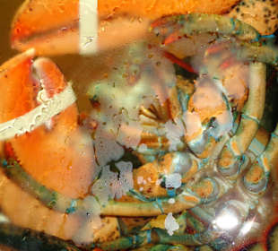 Meeresfrüchte in der Auslage der Restaurants