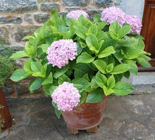 Monastery of Koufi Petra