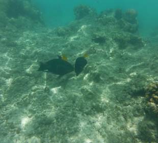 Hausriff, rechts von der Marina