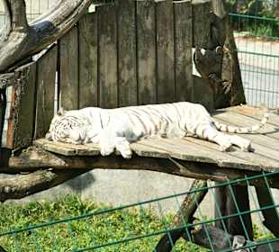 Kameltheater & Weißer Hof