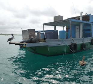 Fischjäger in Lauerposition