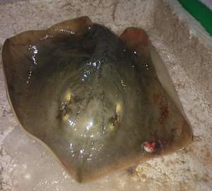 Strandabschnitt Bo Ke