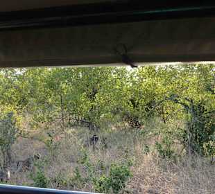 Krüger Nationalpark