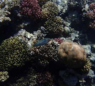 Schnorcheln Sharm el Naga