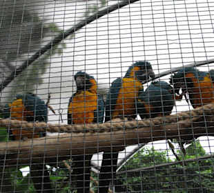 Loro Parque