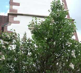 Margarethenkirche Unteriflingen