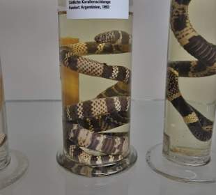 Präparatesammlung im Übersee-Museum