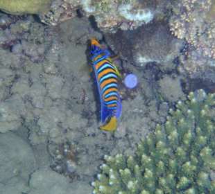 SUNRISE Select Royal Makadi Resort