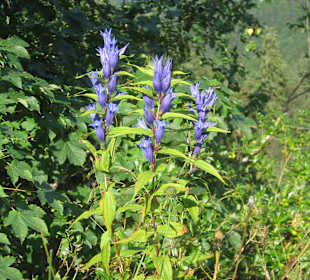 Hirschberg