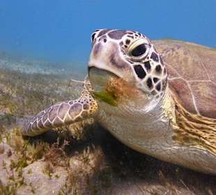 Riesenschildkröten Ausflug nach Abu Dabab 