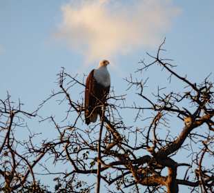 Adler auf Game-Drive