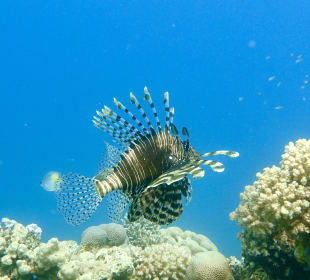 Schnorcheln Makadi Bay