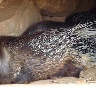 Weißschwanz - Stachelschwein