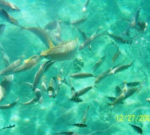 Морские жители