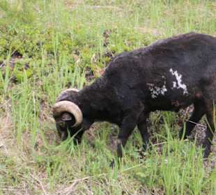 ..vielen Schafen und Ziegen...