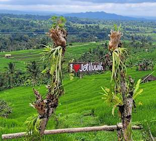 Jatiluwih