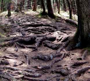 Fußweg teilweise mit Wurzeln durchsetzt