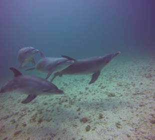 Tauchen mit Delfinen am Steg