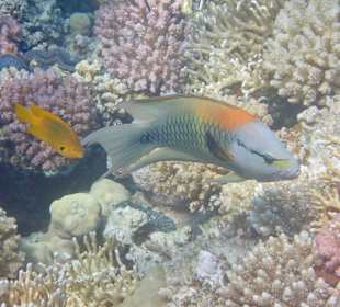 Schnorcheln Makadi Bay