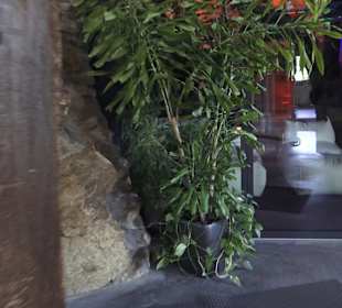 Wellnessbereich Mawell Resort 