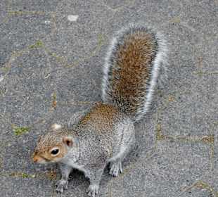 Eichhörnchen - entzückend