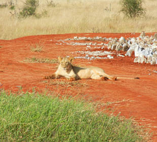 Löwen an der Wasserstelle