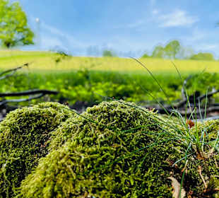 Wandern Dammbach