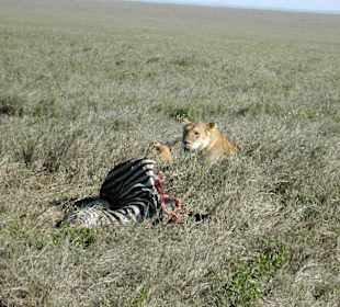 Löwe in der Serengeti