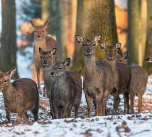 Wildparadies Tripsdrill