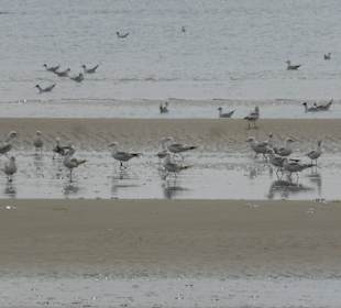 Vögel am Strand