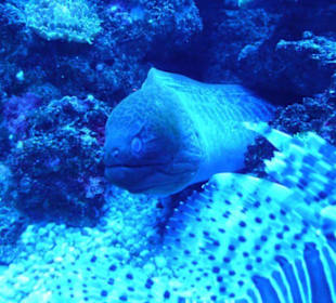 Blick in das Aquarium  in Playa de Palma
