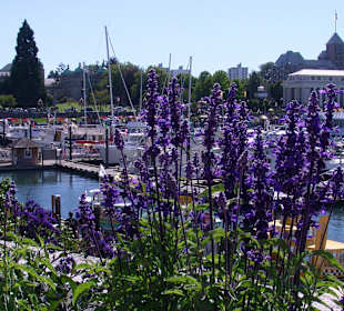 Im Hintergrund das Parlament