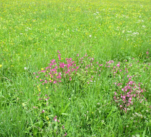 Wiesenblumen