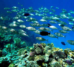 Стая - Hotel Tropitel Sahl Hasheesh