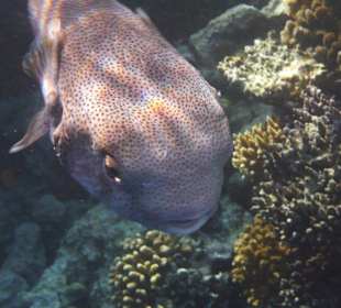 Kugelfisch