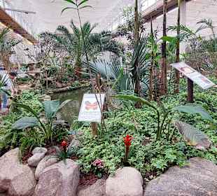 Schmetterlingsgarten