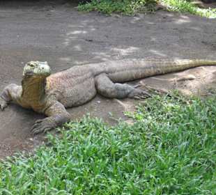 Ausflug: 3-Park-Safari (Jahn Reisen) Komodo Waran