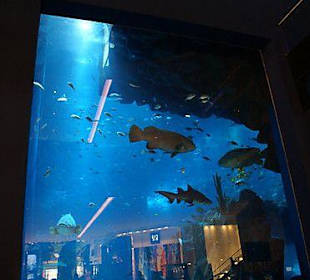 Grootste aquarium ter wereld!