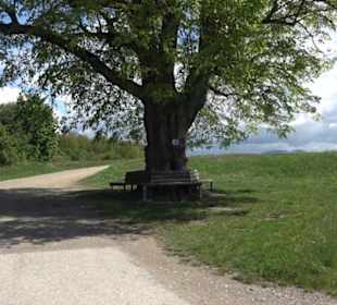 Naturdenkmal Klafertlinde