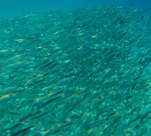 Bewacher des BarraKuda