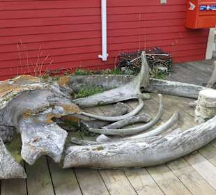 Vorderteil des Walskeletts