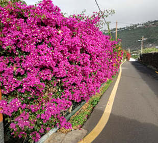 Bougainvillien