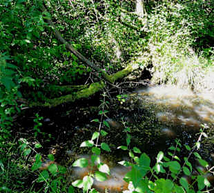 Bachniederung in der Dönche