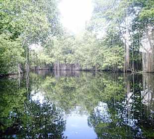 Mangrovenlandschaft Black River